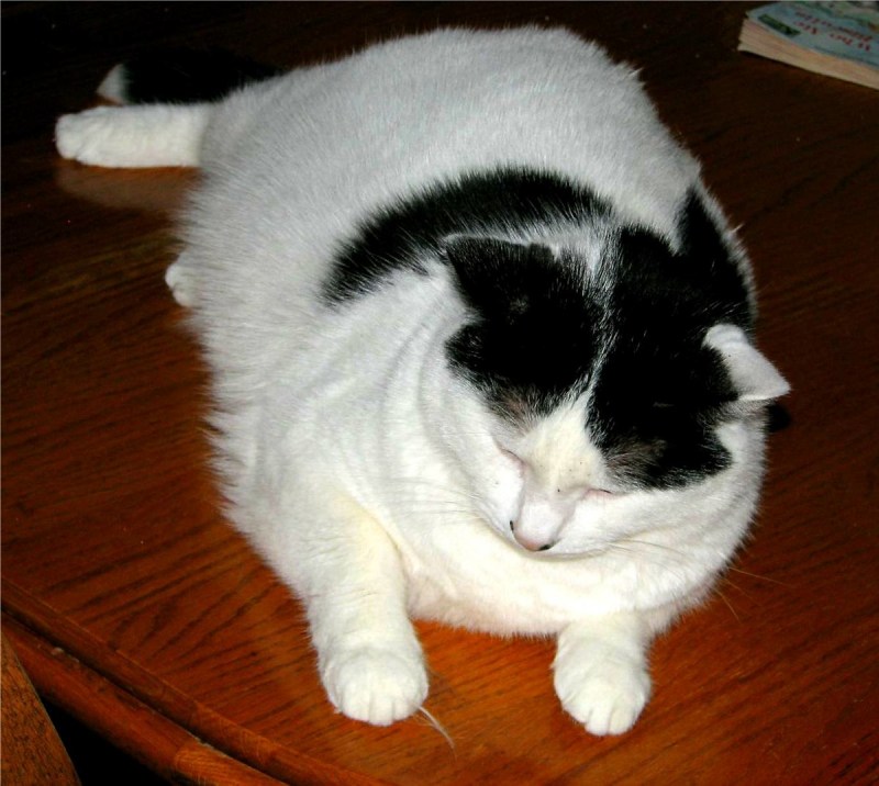 Жирная белая кошка