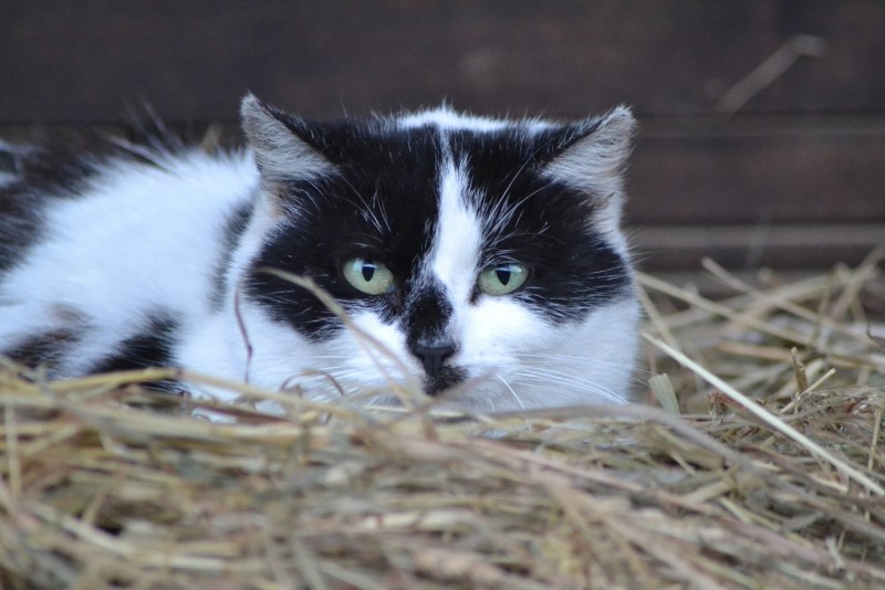Black Cat White Cat Kusturica