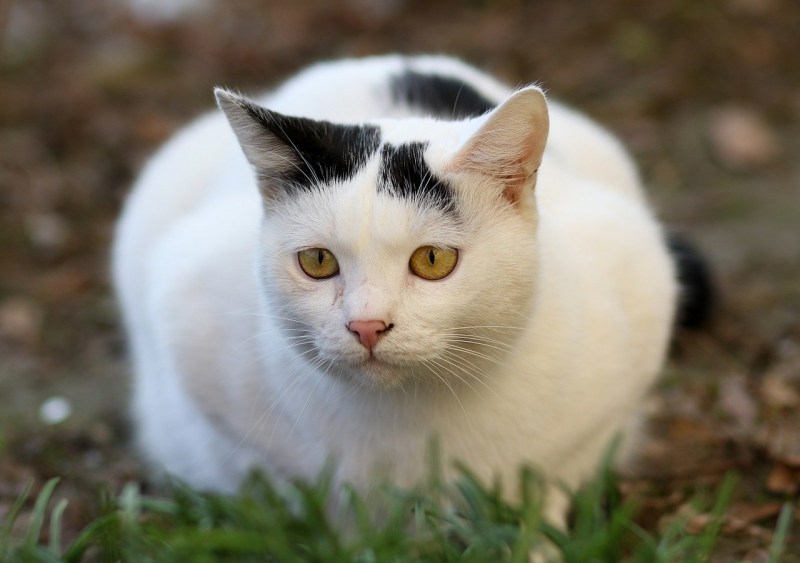 Наглый жирный кот