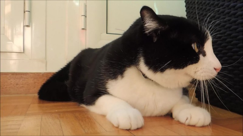 Черная и белая кошка отражение