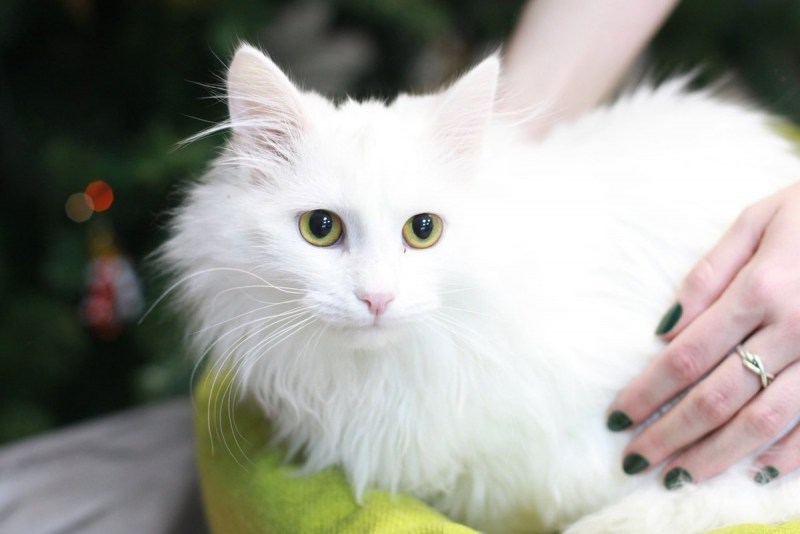 Ангорская кошка
