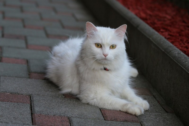 Турецкая ангора кот
