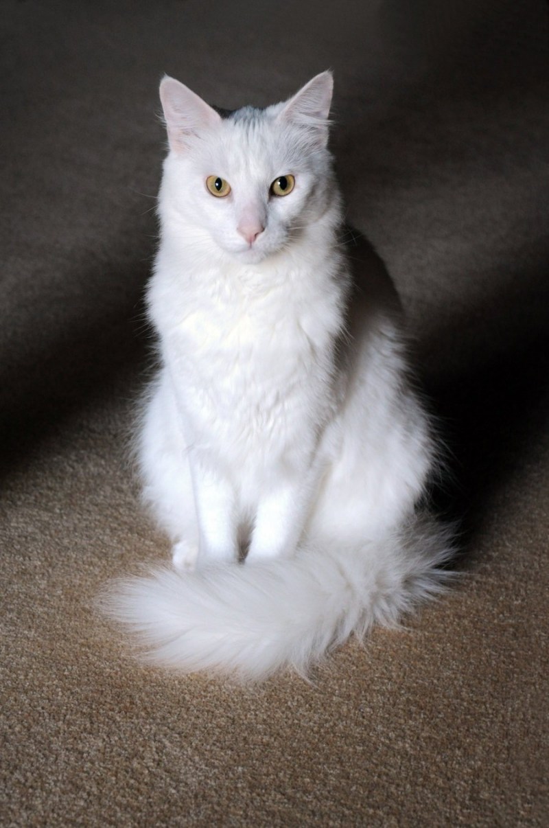 Ангорская кошка котята