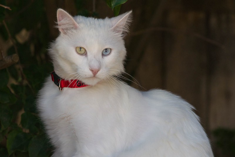 Коты турецкая ангора