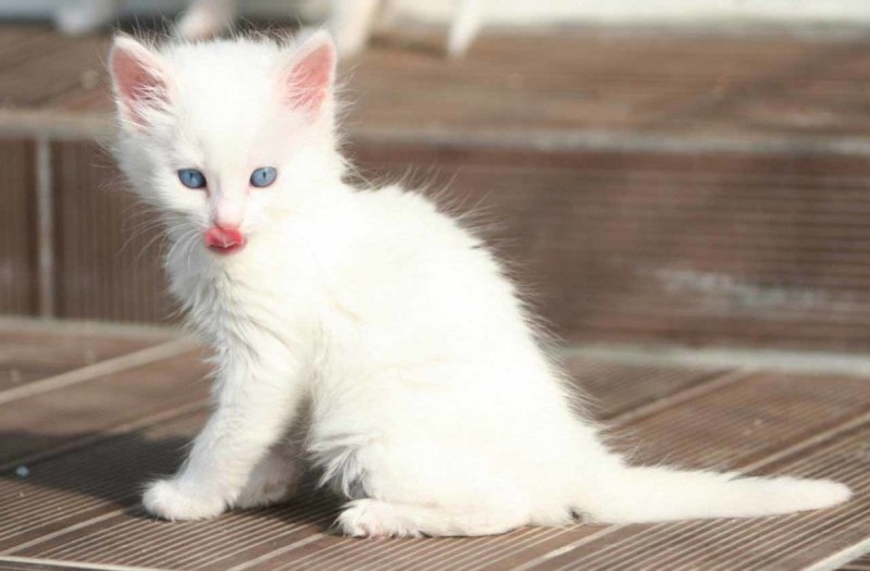 Турецкая ангора котята