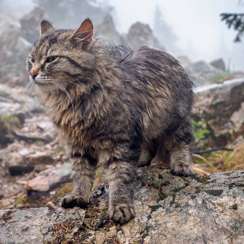 Гобийская серая кошка