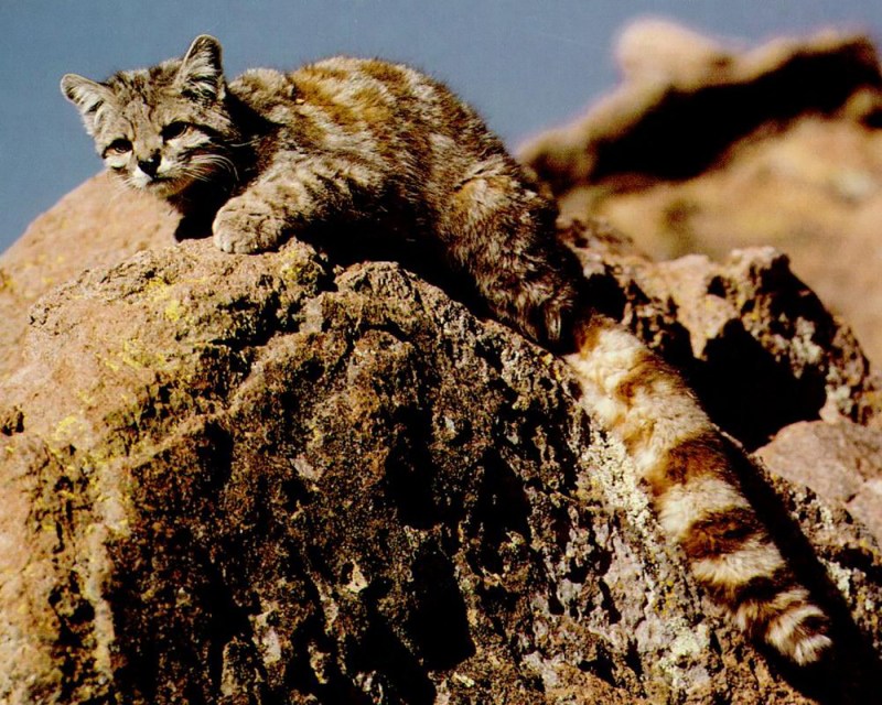 Leopardus Jacobitus