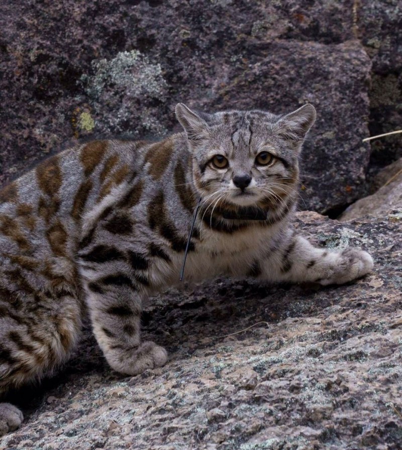 Кавказская Лесная кошка