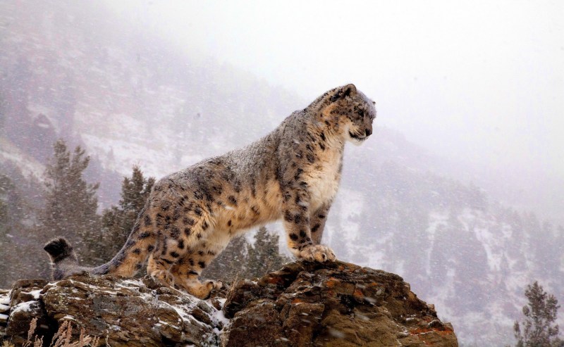 Кот в горах