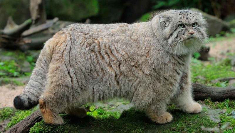 Андская кошка leopardus jacobita
