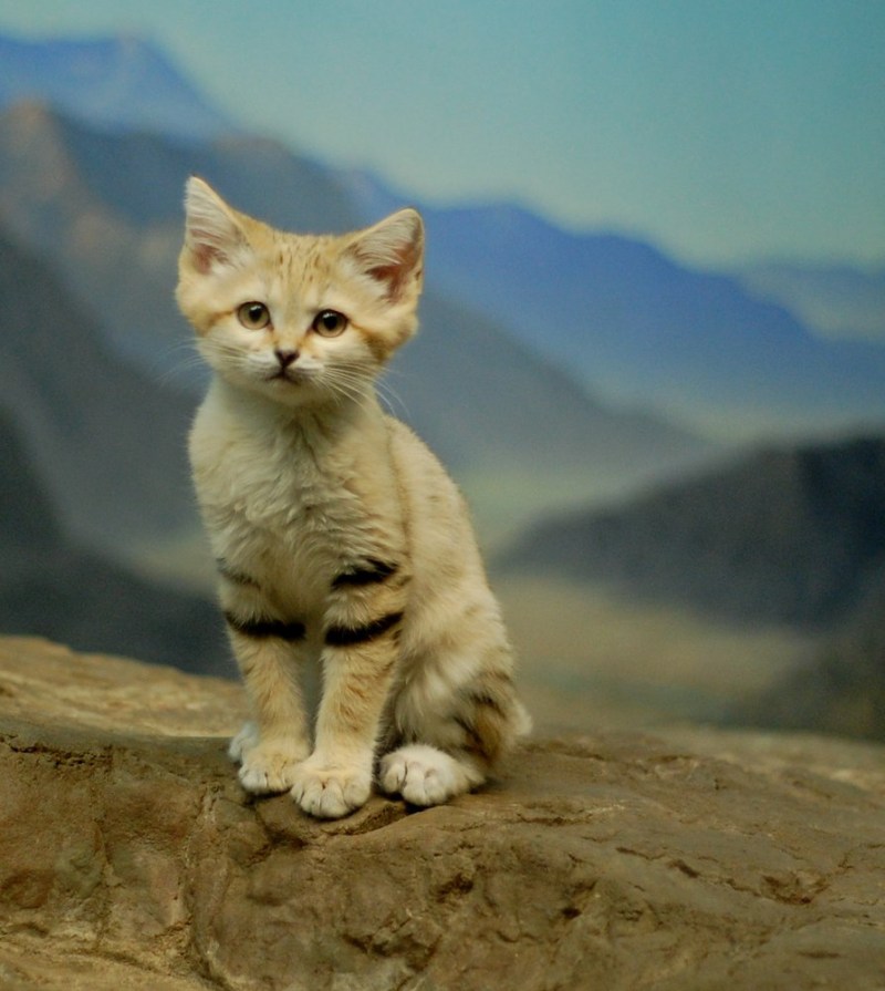 Котенок в горах