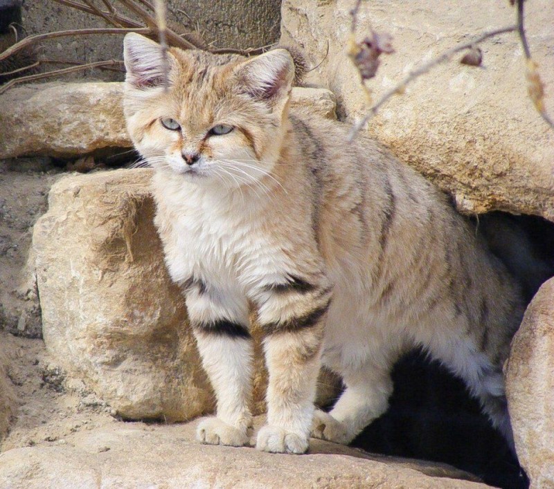 Лесной кот Манул