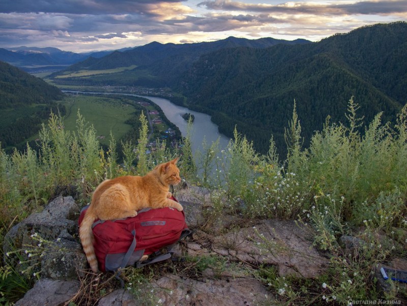 Кот на горе