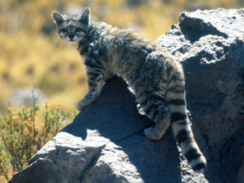 Leopardus Jacobitus