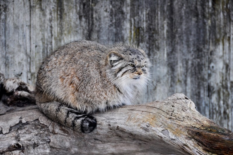 Кот путешественник Канада