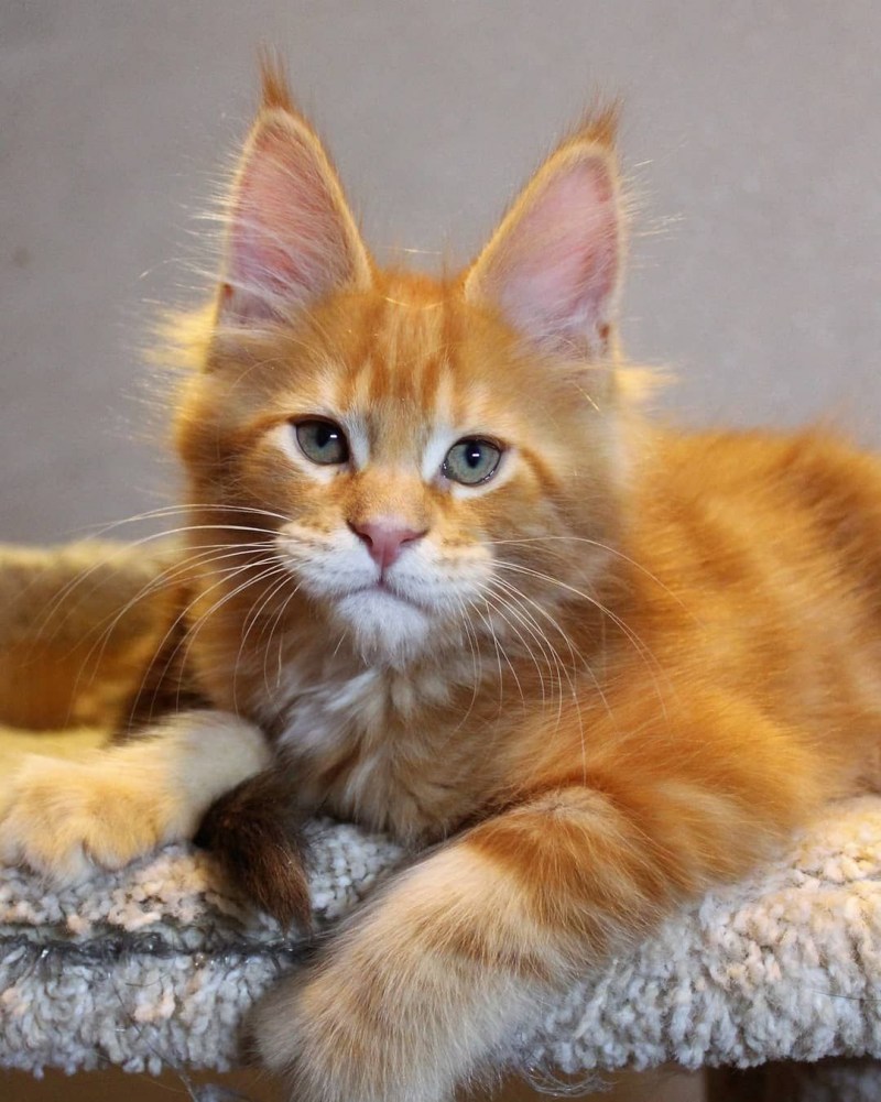 Мейн кун рыжий котенок