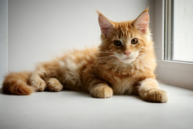 Котик Мейн кун рыжий