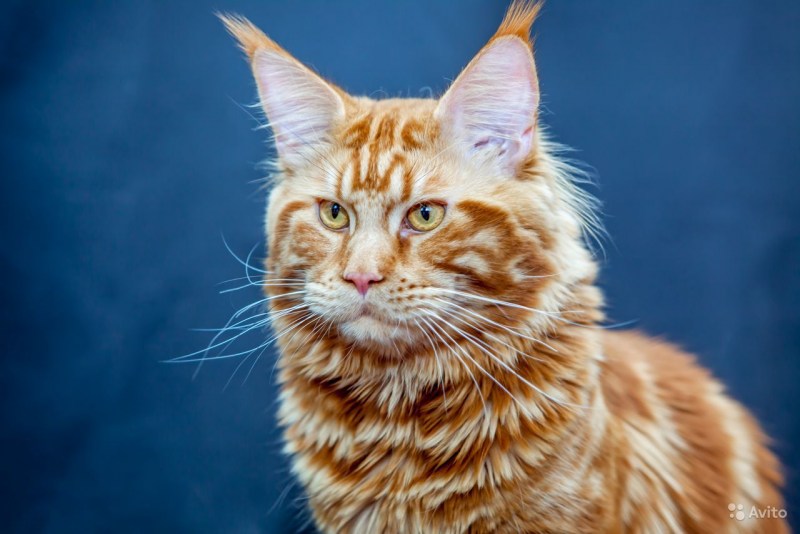 Котята Мейн кун
