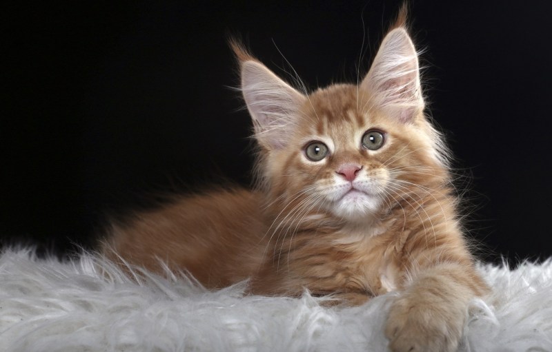 Коты Мейн кун