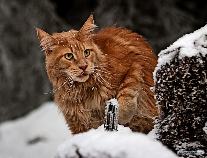 Мейн кун рыжий котенок