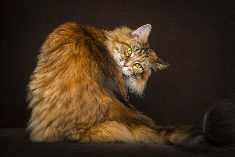 Кот Мейн кун