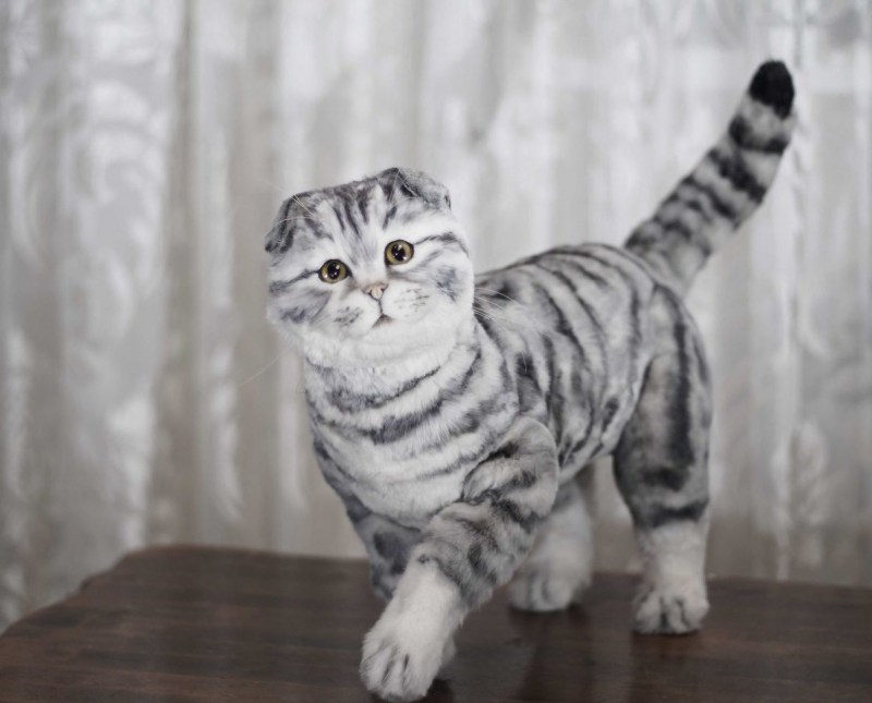 Шотландская вислоухая кошка полосатая