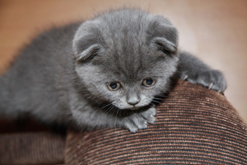 Скоттиш-фолд Шотландская вислоухая кошка