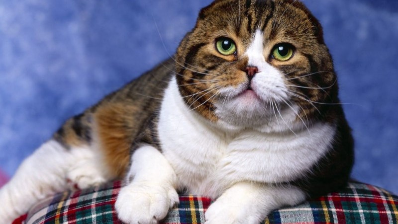 Шотландские вислоухие коты