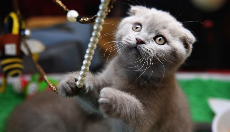 Шотланская Веселуха кошка