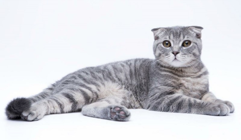 Вислоухий котенок 6 месяцев недорогой