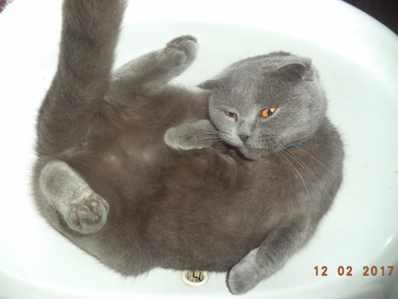 Британская вислоухая кошка