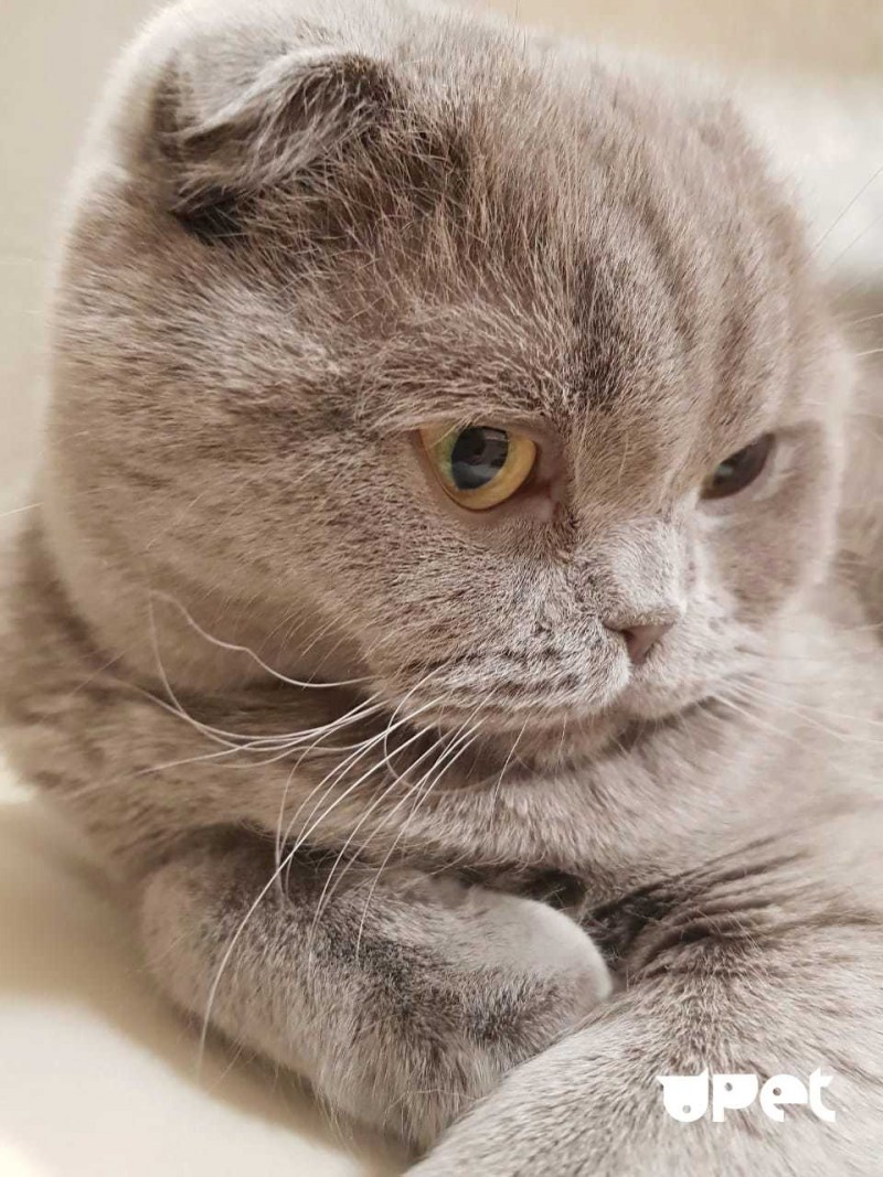 Чистокровные скоттиш фолд котята
