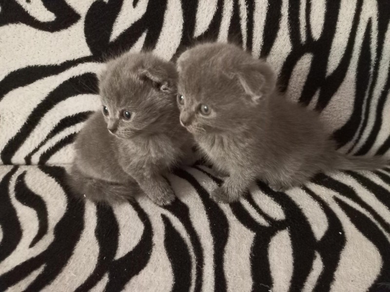 Шотландская вислоухая кошка окрасы