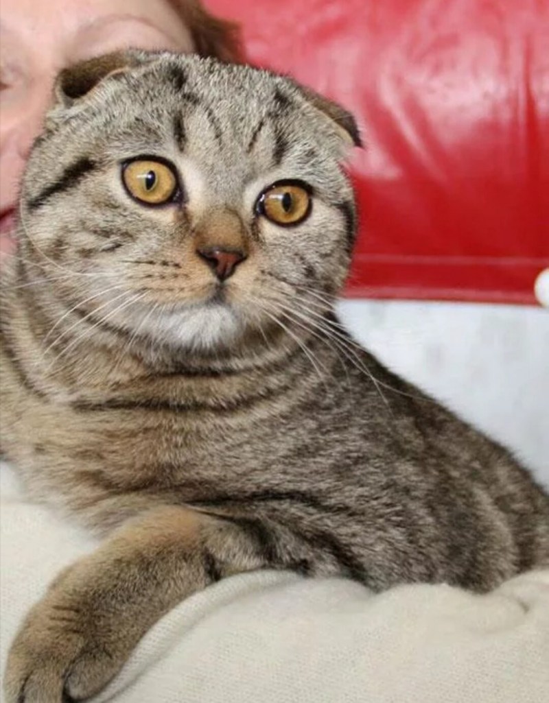 Шотланская Веселуха кошка