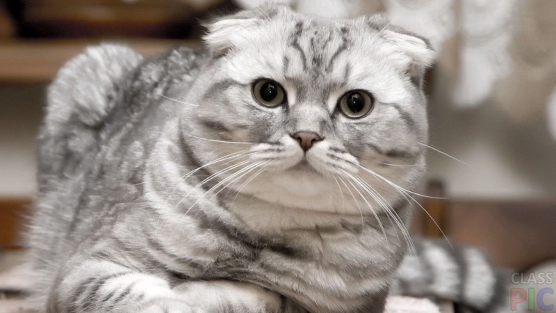 Шотланская Веселуха кошка