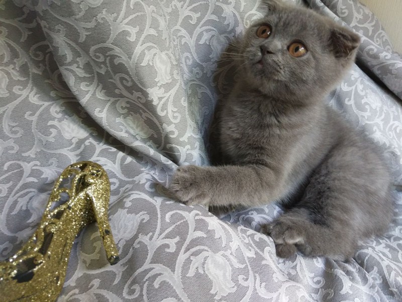Вислоухий скоттиш фолд серый