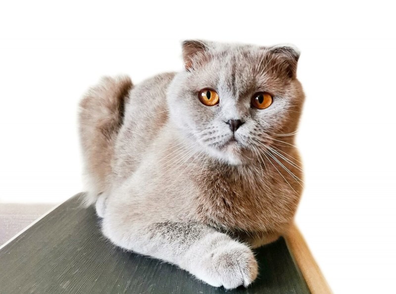 Шотландские кошки вислоухие кремовый табби