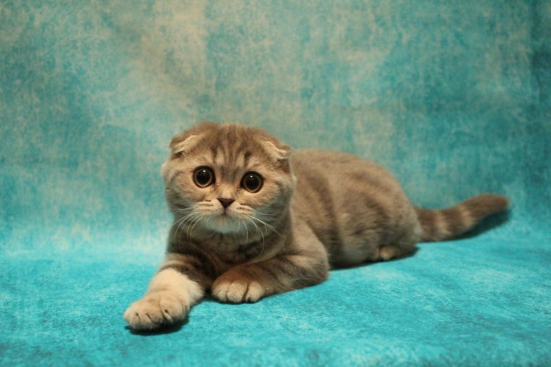 Шотландская вислоухая кошка фолд