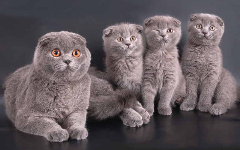 Скоттиш фолд котята