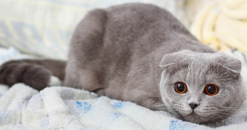 Кот Манчкин вислоухий