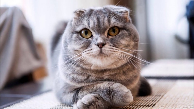 Британские котята вислоухий папа