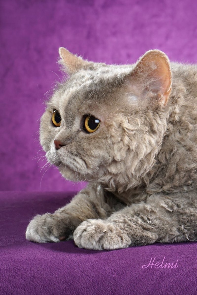 Коты Селкирк рекс