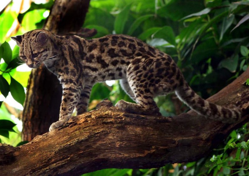Чилийская кошка (кодкод) (leopardus guigna)