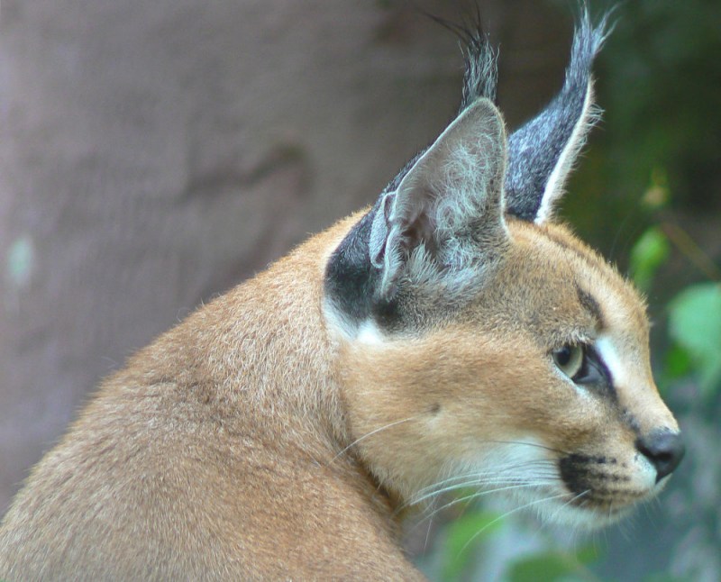 Дикая кошка каракал