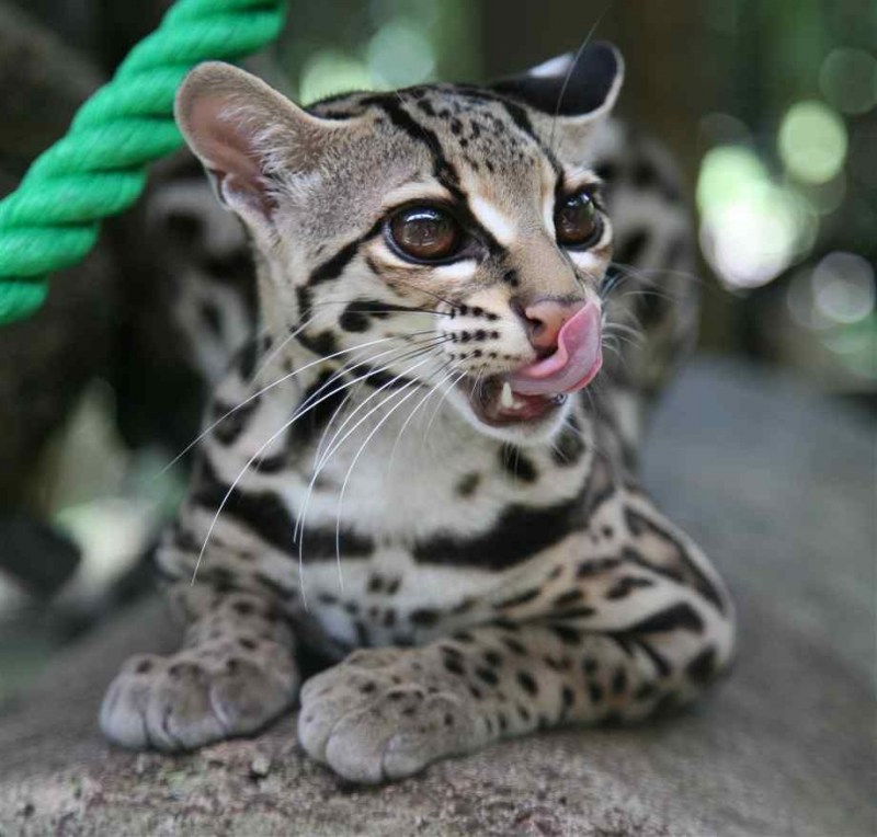 Маргай кошка