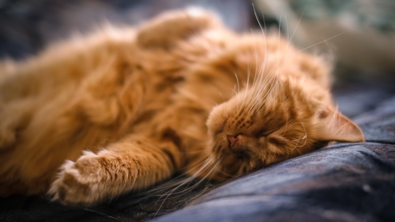Котик спит