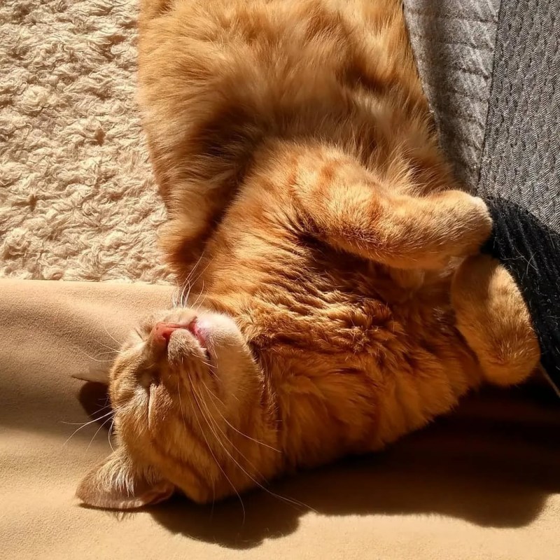 Сладко спящий котик