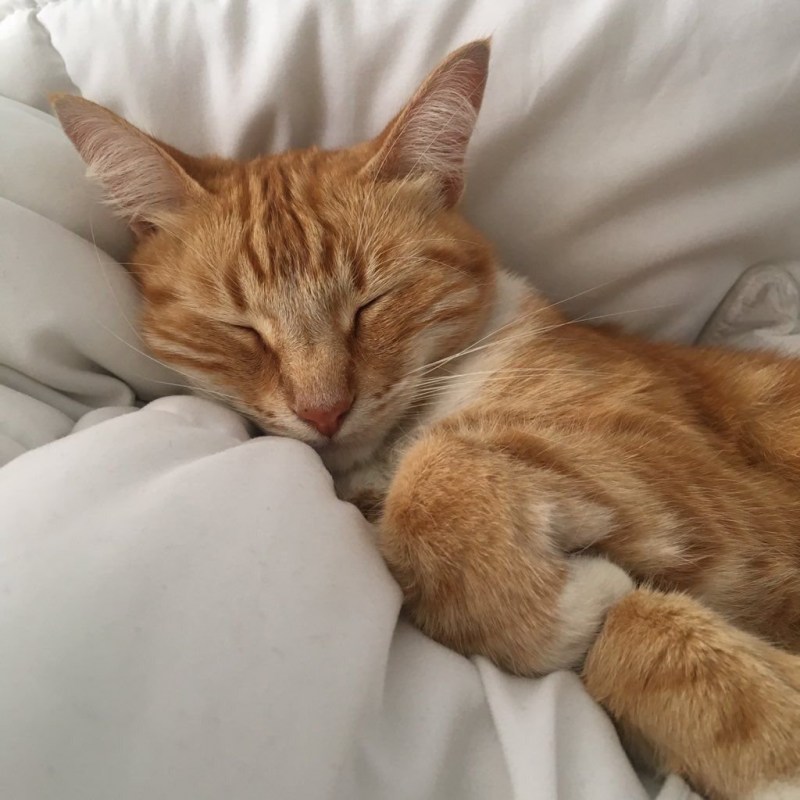 Спящий рыжий кот