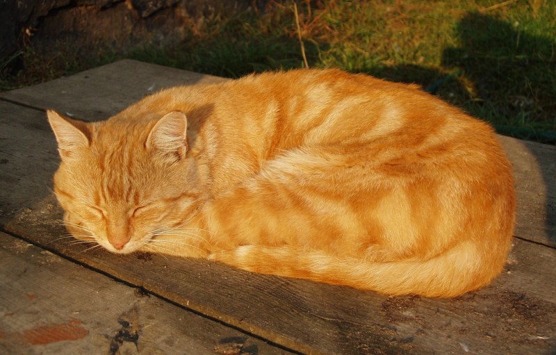 Рыжий кот клубочком