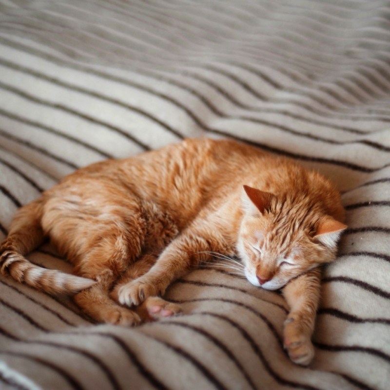 Спящие коты